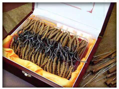 雄关区冬虫夏草回收